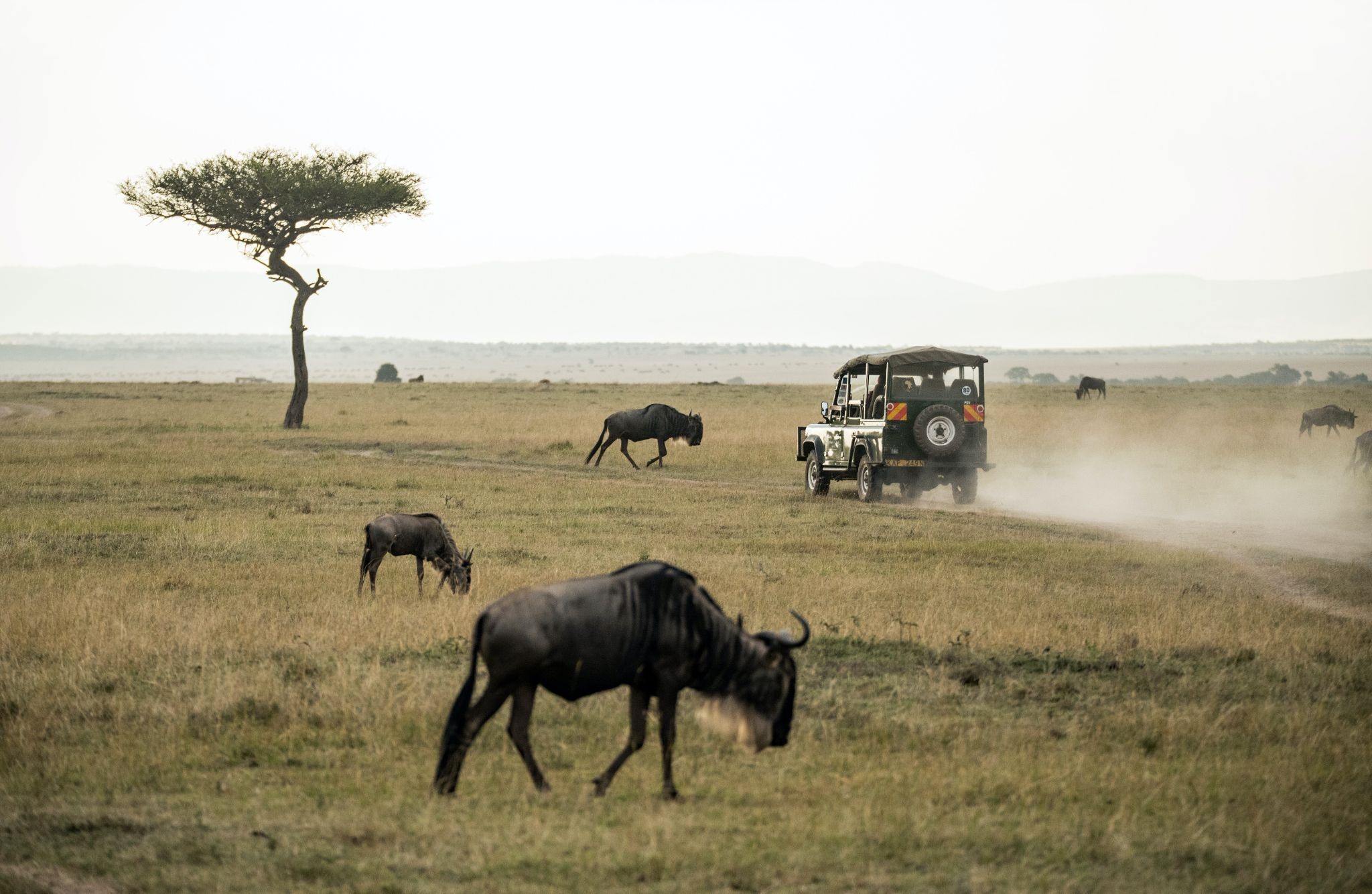 Safari 1